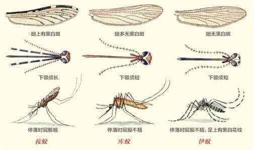 蚊的演变过程（蚊的字形演变）-图3