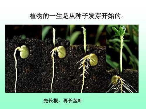 植物韵律种子发芽过程（植物种子的发芽过程）-图1