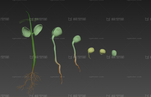 豌豆生长过程图片（豌豆生长过程图片5张）-图1