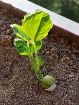 豌豆生长过程图片（豌豆生长过程图片5张）-图3