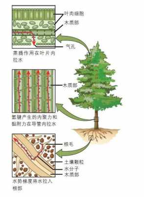 树木营养的过程（树木营养运输示意图）-图1