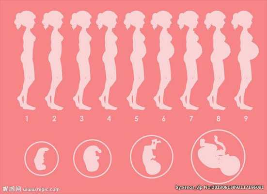 女人怀孕过程发展（女人怀孕各个阶段的反应）-图1