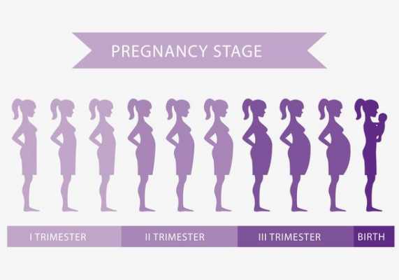 女人怀孕过程发展（女人怀孕各个阶段的反应）-图2