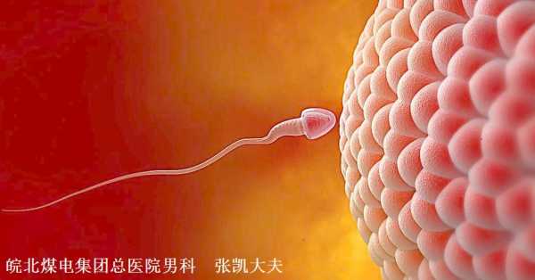 精子过程（受孕的过程是怎样的）-图1