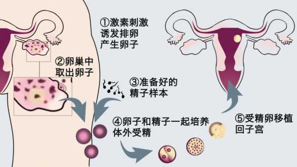 精子过程（受孕的过程是怎样的）-图2