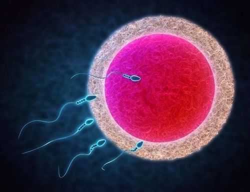 精子过程（受孕的过程是怎样的）-图3