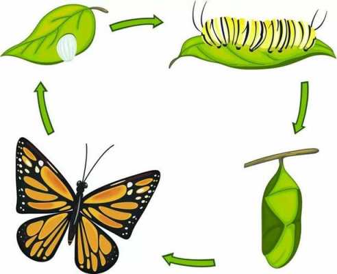 蝴蝶脱变的过程（蝴蝶脱变的过程用什么四字词语形容?）-图2