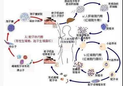 疟疾发病过程分期（疟疾的典型发作分期）-图3