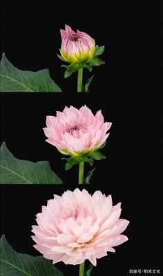 花朵绽放过程图片（花朵绽开的图片）-图1