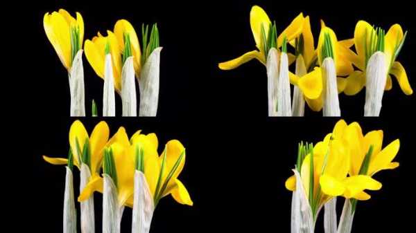 花朵绽放过程图片（花朵绽开的图片）-图3