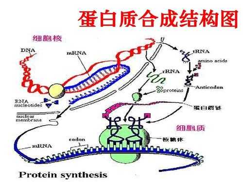 蛋白质的合成运输过程（蛋白质合成和运输过程）-图2