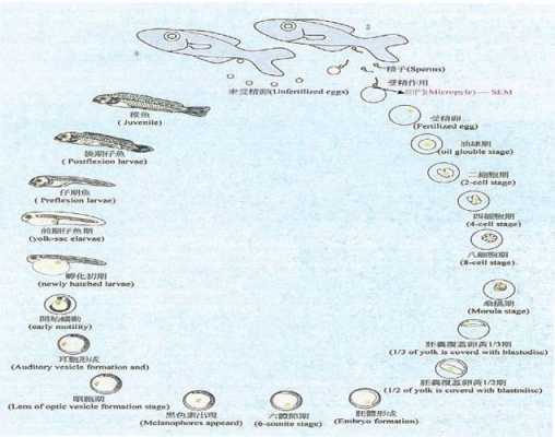 鱼类发育过程图（鱼的发育方式是什么）-图3