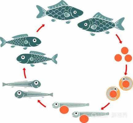 鱼类发育过程图（鱼的发育方式是什么）-图2