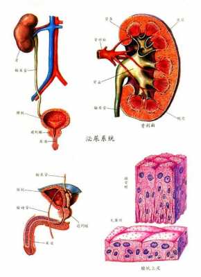 肾的泌尿过程（肾泌尿系统结构图）-图1