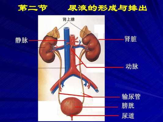 肾的泌尿过程（肾泌尿系统结构图）-图3