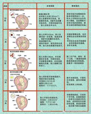关于胎儿发育过程（胎儿的成长过程）-图3