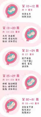 关于胎儿发育过程（胎儿的成长过程）-图1