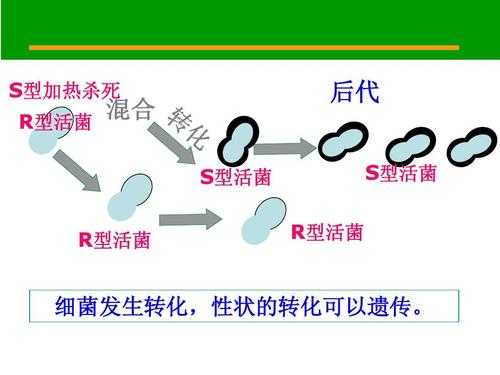 细菌的转化过程（细菌转化过程不需要什么）-图3