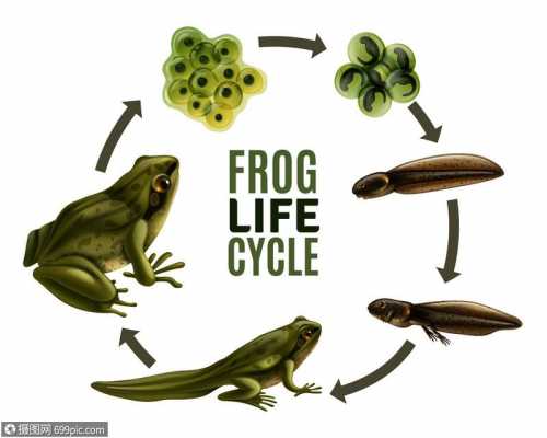 包含生物青蛙的发育过程的词条-图1