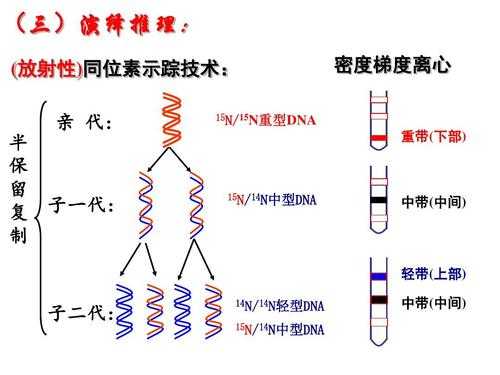 简述dna的复制过程（简述dna的复制过程及意义）-图3