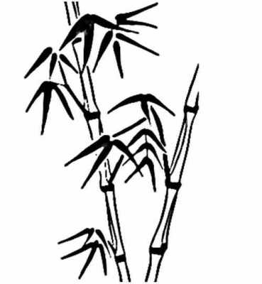 竹子的生长过程（竹子的生长过程简笔画）-图3