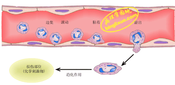 有关细胞渗出正确过程（细胞渗出的过程）-图2