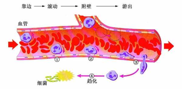有关细胞渗出正确过程（细胞渗出的过程）-图3
