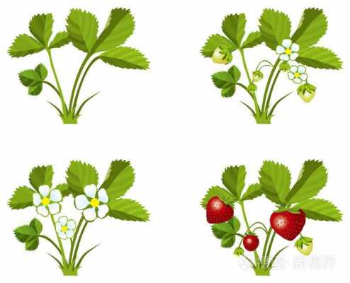 草莓生长过程图片（草莓生长过程图片手绘图）-图2