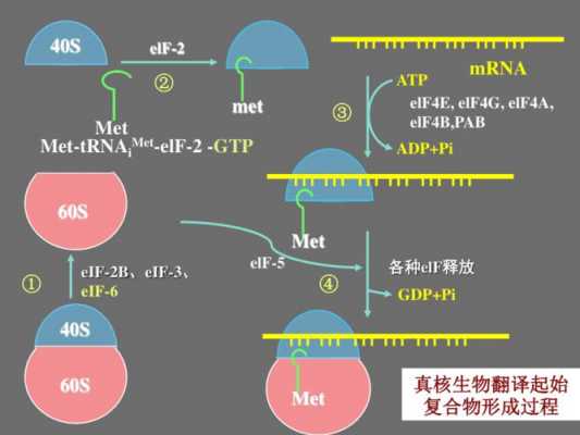 生物翻译过程分为阶段（生物翻译的含义是指）-图3