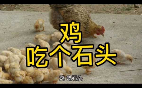 鸡吃石子过程图片（鸡吃石子过程图片大全）-图2