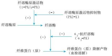 关纤溶过程（纤溶的基本过程包括）-图2