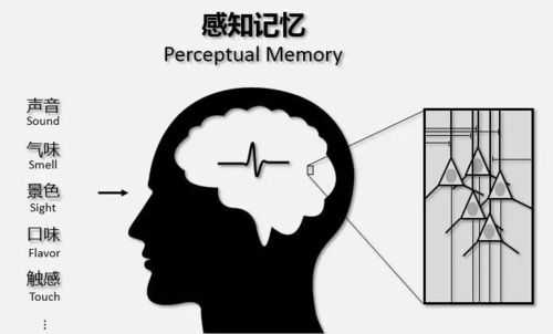 记忆是知觉过程的（记忆是知觉过程的第几阶段）-图3