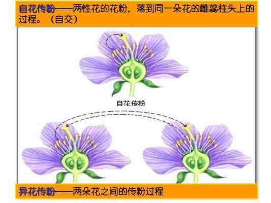 花粉传粉过程叫什么（花粉传播方式以及过程）-图3