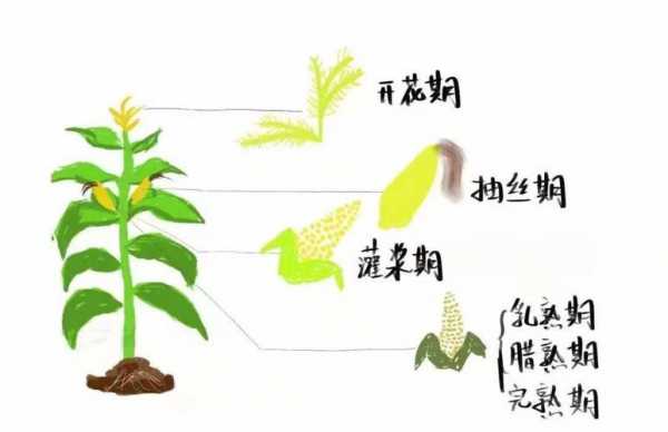 玉米花发育过程（玉米花期是指哪一段时间）-图1