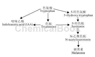 褪黑激素合成过程（褪黑激素的生理作用）-图2