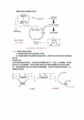 酮体氧化分解过程（酮体氧化生成）-图2