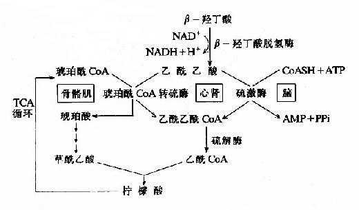 酮体氧化分解过程（酮体氧化生成）-图1
