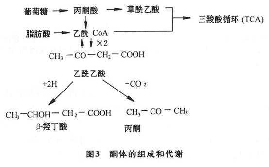 酮体氧化分解过程（酮体氧化生成）-图3