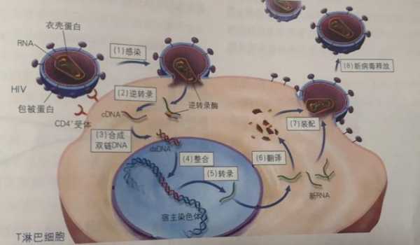 hiv病毒侵染细胞过程（hiv病毒侵染细胞过程图）-图1