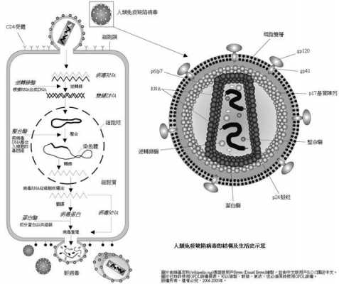 hiv病毒侵染细胞过程（hiv病毒侵染细胞过程图）-图2