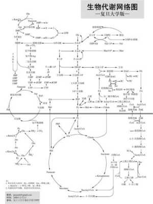 生物代谢的过程（生物代谢的过程图）-图3
