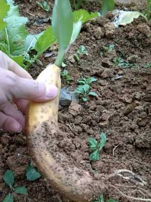 香蕉种子发芽过程图（香蕉种子怎么育苗）-图3