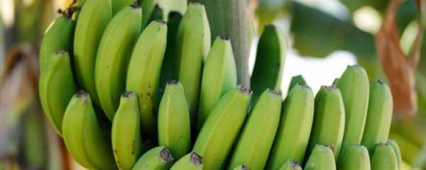 香蕉种子发芽过程图（香蕉种子怎么育苗）-图2