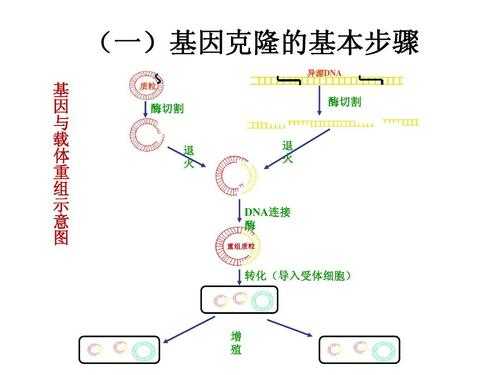 酶基因表达过程（酶的基因表达）-图3