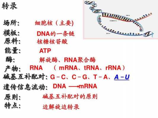 酶基因表达过程（酶的基因表达）-图2
