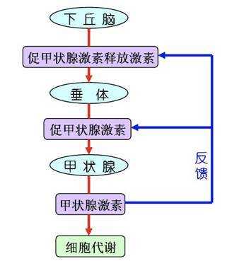 甲状腺激素平衡调节过程（甲状腺激素平衡调节过程图）-图1