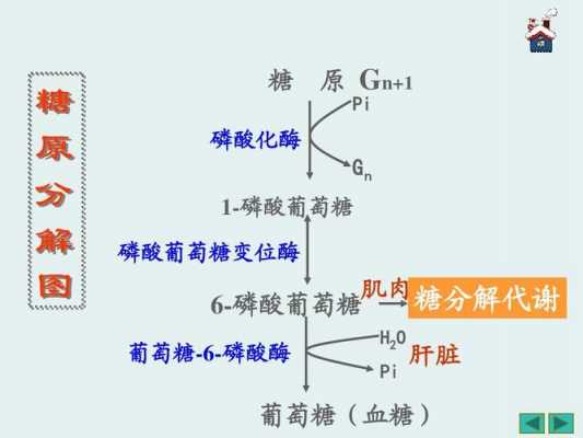 糖原合成的过程是（糖原合成的基本过程）-图3