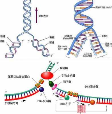 基因控制酶合成过程（基因通过控制酶的合成来控制什么）-图2