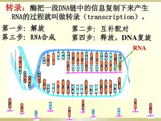 解旋复制过程（dna复制中解旋酶的作用）-图2