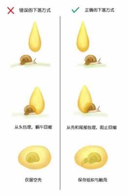 蜗牛的形成过程（蜗牛的产生）-图2